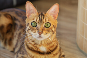 The Bengal cat lies and looks attentively in anticipation of the command.