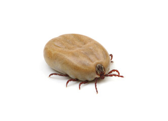Tick insect isolated on white.