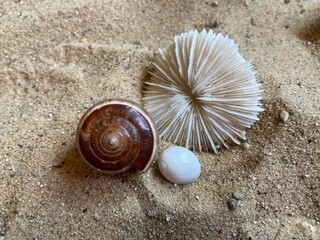 shell on the beach