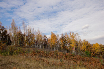 Autumn forest. Yellow leaves on trees. 