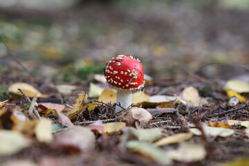 Closeup of amanita muscaria mushroom in forest