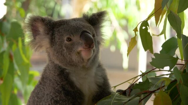 Nice koala chewing eucalyptus leave