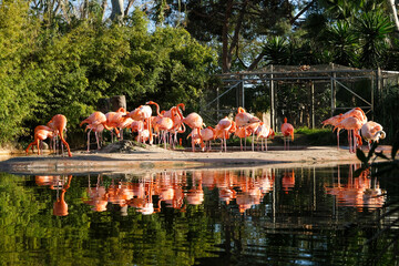 Lake with beautiful pink flamingos surrounded with lush plants on a sunny day in Barcelona, Spain. © aleksred