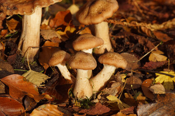Closeup of Honey fungi (Armillaria). Maybe Armillaria lutea, but there are similar species. Family Physalacriaceae. Autumn in a Dutch garden. Netherlands October  