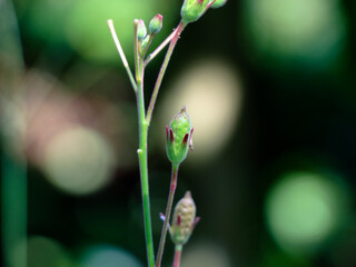 Seeds of a weed plant which has white color flower