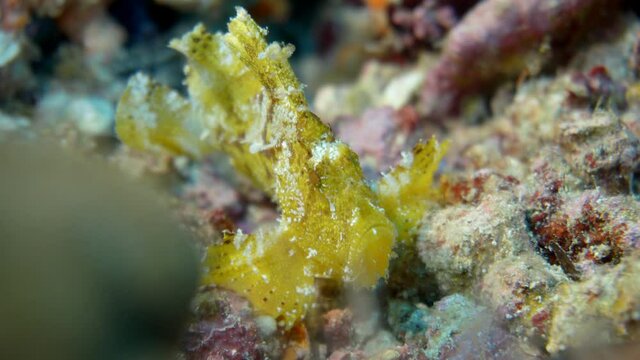 beautiful rare leaf fish on there reef in maldives