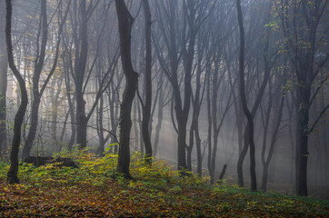 Las we mgle © Jozef