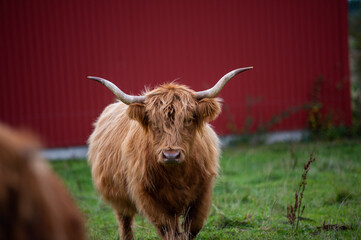 Big highlander on a field