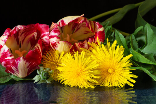 Bouquet from tulip and dandelion with reflection on black background