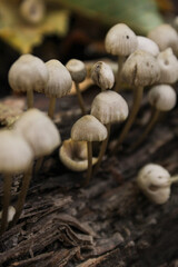 Non-edible mushrooms in a forest