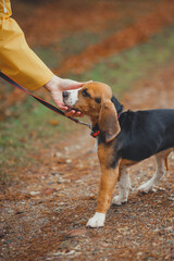 Girl in a bright yellow raincoat with beagle puppy, walking green lawn in an autumn forest.