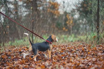 Close-up of a beagle puppy for a walk in the autumn park runs on the yellow fallen leaves on the lawn.