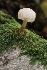 Non-edible mushrooms in a forest