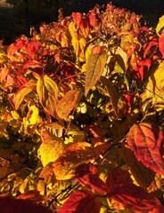 Bush with red and yellow autumn leaves