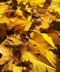 Beautiful yellow maple leaves on the ground 