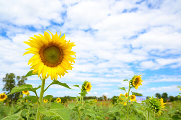 Close up of blooming sunflowers in field on a background of blue sky with cloud