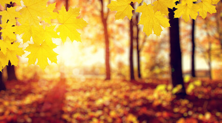 Naklejka na ściany i meble Autumn leaves on the sun and trees