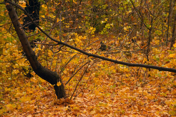 Autumn forest park after the rain is strewn with fallen yellow and orange leaves of trees