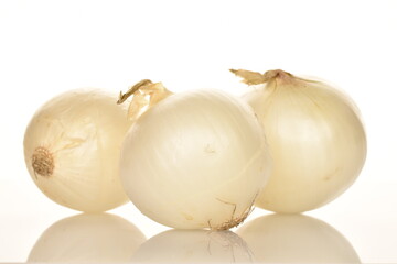 Fototapeta premium Ripe white organic onions, close-up, on a white background.