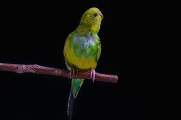 Yellow and green budgie, budgie sits on a wooden stick. Black background