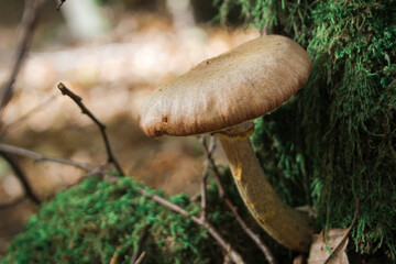 Non-edible mushrooms in a forest