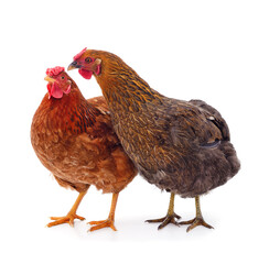 Two brown chickens.