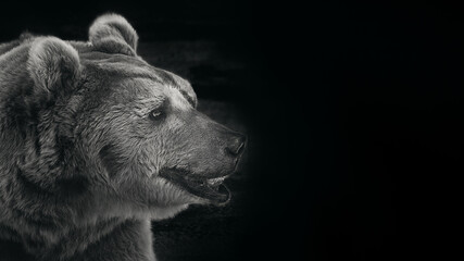 portrait close-up bear b W   on dark background in banner format selective focus