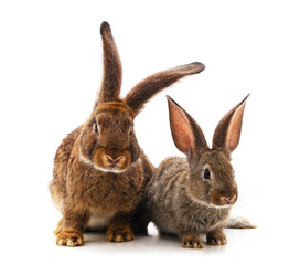 Fototapeta premium Big and small rabbits.