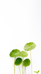Several Pennisetum or Water Pennywort  are isolated on a white background.  This is a mobile phone wallpaper