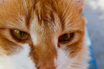 view of a white-red cat close-up in the center