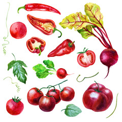 Watercolor illustration, set. Vegetables. Tomatoes, beets, radishes, peppers. Isolated eco food illustration on white background.