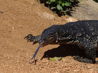 A striped monitor lizard stuck out its tongue against the brown earth.