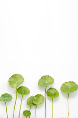 Several Pennisetum or Water Pennywort  are isolated on a white background.  This is a mobile phone wallpaper