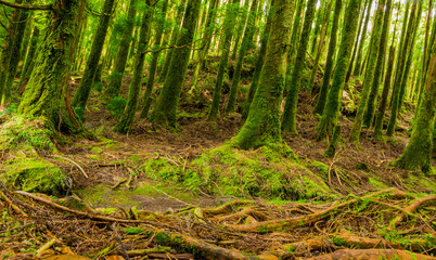 mystic green forest in Azores