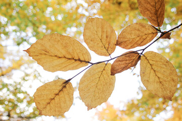 Autumn forest. Yellow leaves close up.
