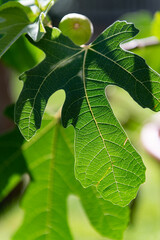 A fig leaf showing structure in sunlight.
