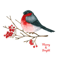 Watercolor bullfinch, branches, viburnum berries. Hand drawn illustration is isolated on white. Winter composition is perfect for christmas design, greeting card, poster, vintage print
