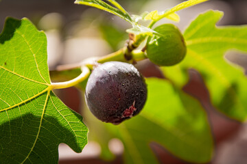 Obraz premium A fig hangs on the branch with green leaves.