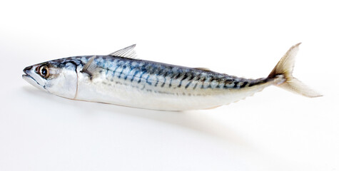 The fish mackerel on white background.