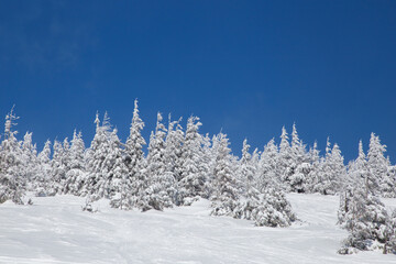 Beautiful winter landscape with snow covered trees Blue and white