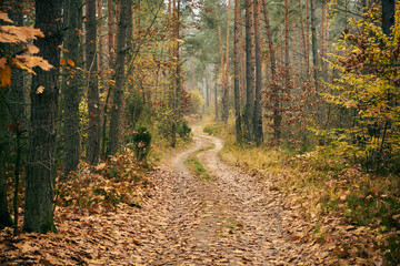leśna mglista jesienna  ścieżka,ścieżka,droga,mgła