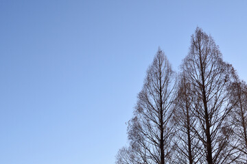 Winter sky in forest