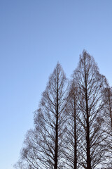 Winter sky in forest