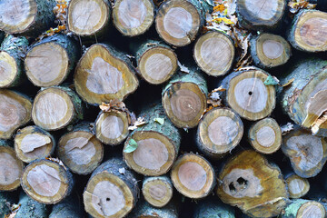Sterta ułożonych kłód drewna. Drewno poukładane - tło lub tekstura leśna