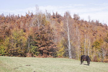 Fototapeta na wymiar Horse on a meadow with a beautiful forest scenery behind 