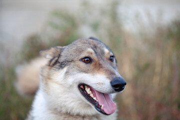 Closeup photo of Dog looks into the camera with surrounding bokeh background