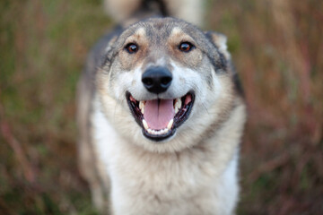 Closeup photo of Dog looks into the camera with surrounding bokeh background