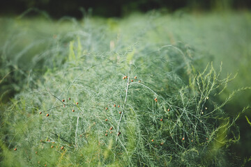 Red seeds or ripe asparagus seeds on the asparagus plant in the garden