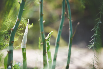 Obraz premium Early asparagus or salping of asparagus growing on garden ground