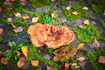 Sunlit mushroom (honey agaric) in the garden between autumn leaves.
